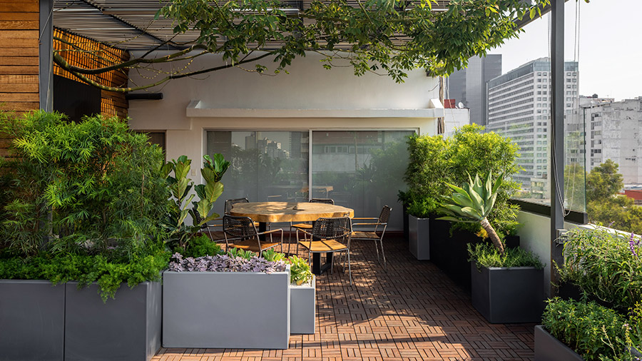 Hautan - Terraza biofílica con ceiba (Ceiba sp.), podocarpus (Podocarpus sp.), salvia (Salvia leucantha), agave cuello de cisne (Agave attenuata), helecho espárrago (Asparagus aethiopicus), cola de zorro (Asparagus densiflorus), graptopétalo (Graptopetalum sp.) y pandurata (Ficus pandurata).