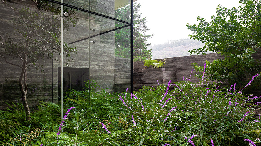 Hautan - Helecho chivo (Lophosoria quadripinnata) y salvia (Salvia leucantha) en fachada residencial con árbol en patio interior.