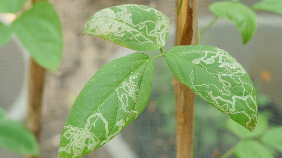 Hautan plagas en tus plantas